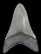 Serrated, Lower Megalodon Tooth - Georgia #40615-2
